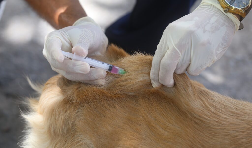 Vacinação antirrábica para cães e gatos começa nesta quarta-feira (6) em Fortaleza; saiba os locais