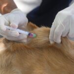 Vacinação antirrábica para cães e gatos começa nesta quarta-feira (6) em Fortaleza; saiba os locais