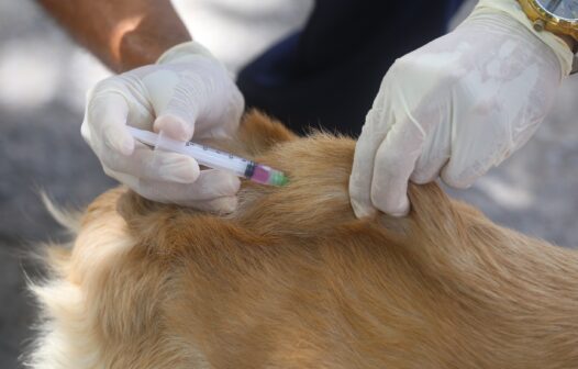 Vacinação antirrábica para cães e gatos começa nesta quarta-feira (6) em Fortaleza; saiba os locais