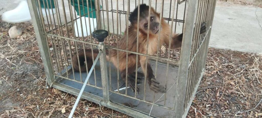 Macaco-prego é resgatado pela Polícia Militar em zona rural do Ceará