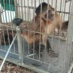 Macaco-prego é resgatado pela Polícia Militar em zona rural do Ceará