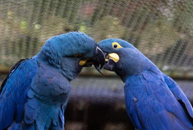 Quatro filhotes de leão nascem no Zoológico de São Paulo