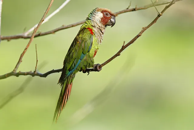 Ameaçado de extinção, periquito-cara-suja retorna à Caatinga nordestina após 114 anos