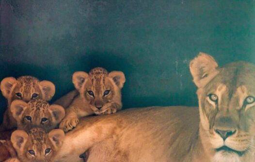 Quatro filhotes de leão nascem no Zoológico de São Paulo