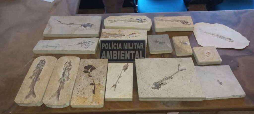 Polícia Militar recolhe fósseis raros em operação de fiscalização ambiental no Ceará