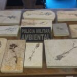 Polícia Militar recolhe fósseis raros em operação de fiscalização ambiental no Ceará