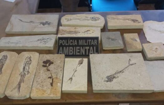 Polícia Militar recolhe fósseis raros em operação de fiscalização ambiental no Ceará