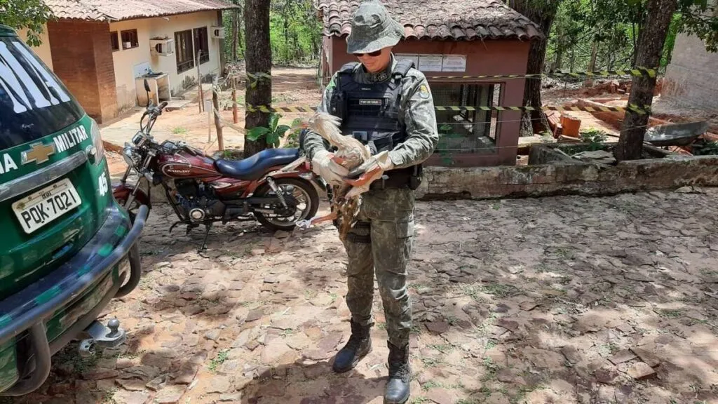 PMCE resgata seriema atropelada em Barbalha e encaminha animal para ONG de tratamento