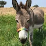 Burro que inspirou personagem de ‘Shrek’ morre aos 30 anos