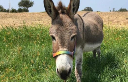 Burro que inspirou personagem de ‘Shrek’ morre aos 30 anos