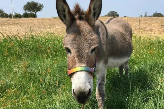 Burro que inspirou personagem de ‘Shrek’ morre aos 30 anos