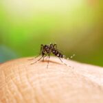 Brasil chega a 33 mortes por dengue em 2025, com 169 mil casos prováveis da doença