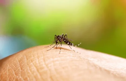 Brasil chega a 33 mortes por dengue em 2025, com 169 mil casos prováveis da doença