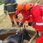 Bombeiros resgatam boi preso em reservatório de água no Ceará