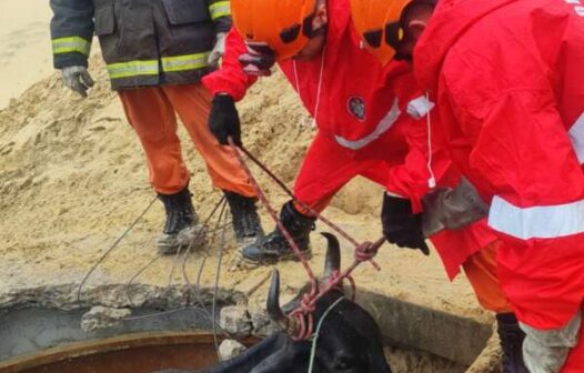 Bombeiros resgatam boi preso em reservatório de água no Ceará