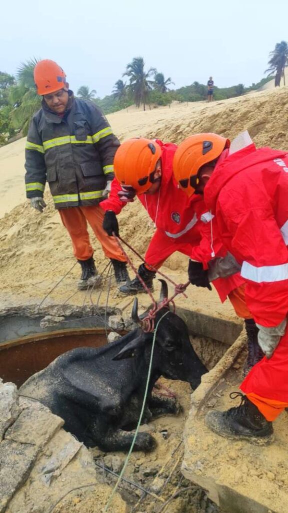 Bombeiros resgatam boi preso em reservatório de água no Ceará