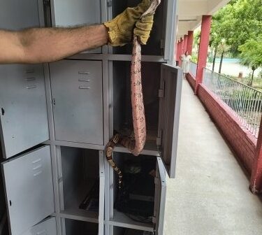 Bombeiros resgatam jiboia em armário de escola em Fortaleza