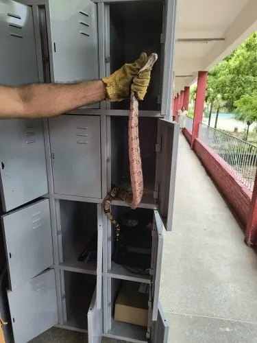 Bombeiros resgatam jiboia em armário de escola em Fortaleza