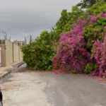 Árvore cai devido a fortes chuvas e interdita via no bairro Sapiranga, em Fortaleza