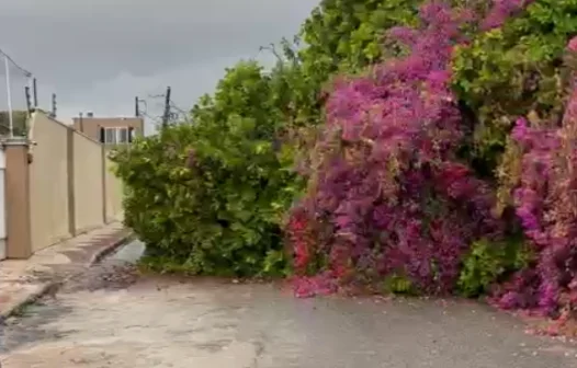 Árvore cai devido a fortes chuvas e interdita via no bairro Sapiranga, em Fortaleza