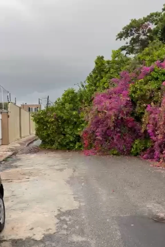 Árvore cai devido a fortes chuvas e interdita via no bairro Sapiranga, em Fortaleza