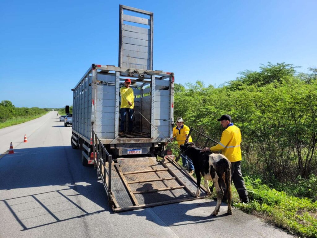 Detran-CE resgata mais de 3 mil animais em rodovias estaduais em 2024