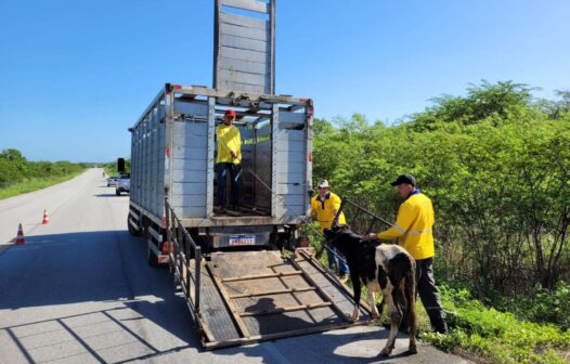 Detran-CE resgata mais de 3 mil animais em rodovias estaduais em 2024