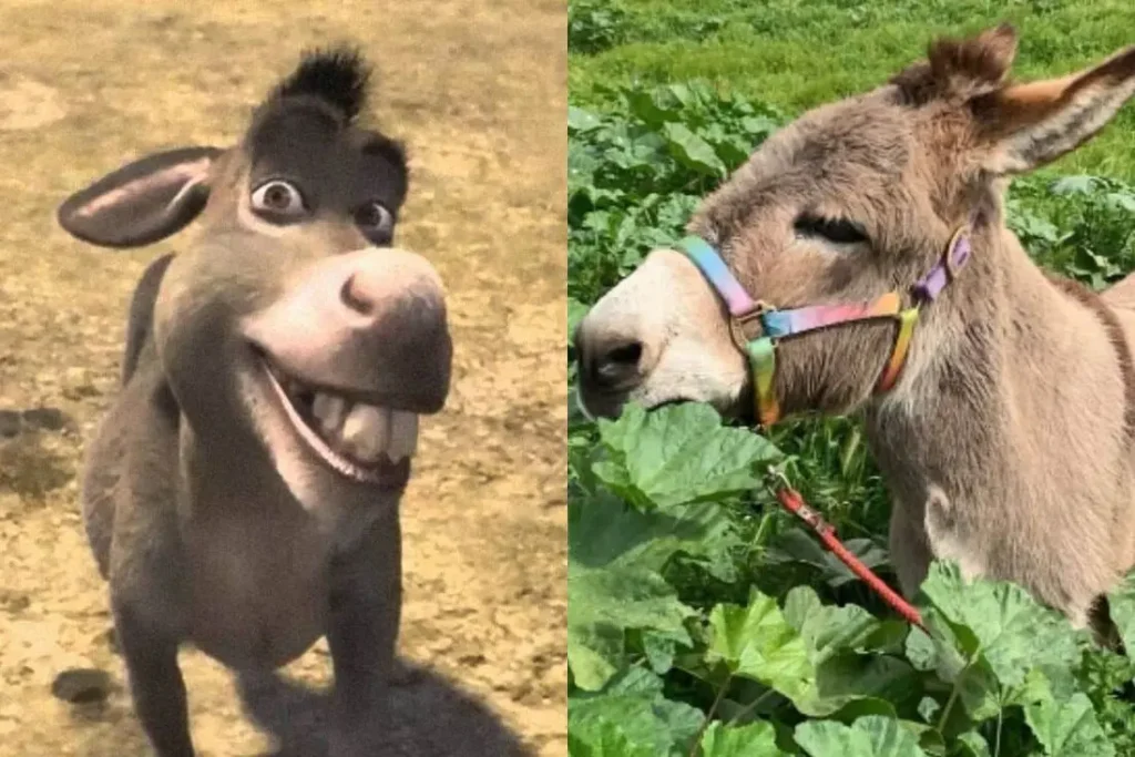 Burro que inspirou personagem de ‘Shrek’ morre aos 30 anos