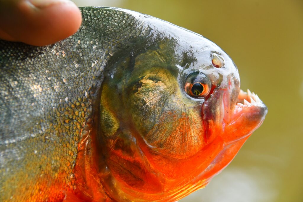 Ataques de piranhas deixam seis pessoas feridas no interior de SP