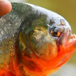 Ataques de piranhas deixam seis pessoas feridas no interior de SP