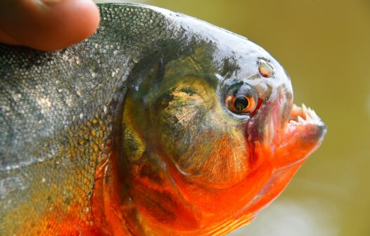 Ataques de piranhas deixam seis pessoas feridas no interior de SP