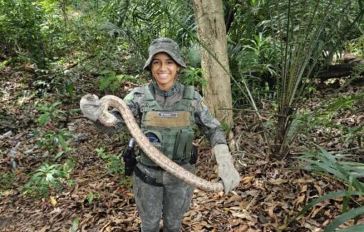 Jiboia é resgatada em via pública no bairro Jangurussu, em Fortaleza