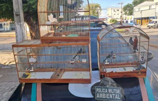 Aves silvestres são resgatadas em sítio em Juazeiro do Norte