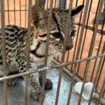 PMCE resgata gato-do-mato no interior e alerta sobre cuidados com animais silvestres