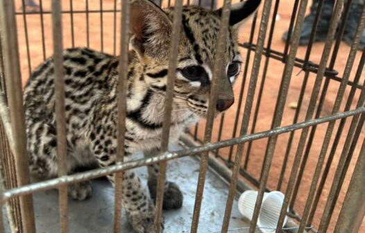 PMCE resgata gato-do-mato no interior e alerta sobre cuidados com animais silvestres