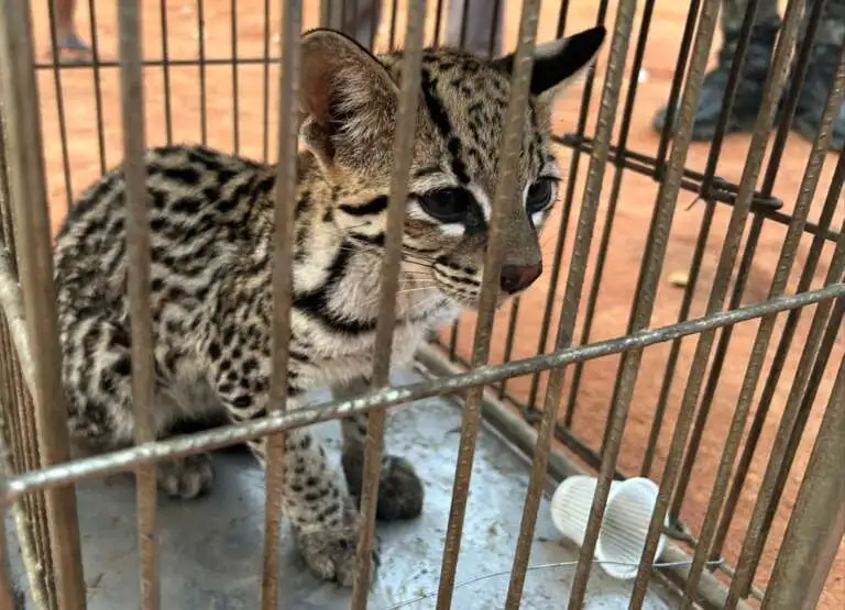 PMCE resgata gato-do-mato no interior e alerta sobre cuidados com animais silvestres