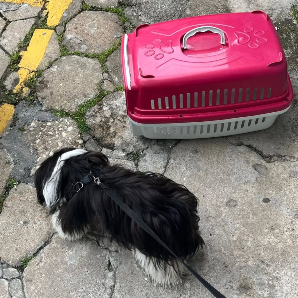 Mulher é presa por deixar cão trancado no carro em dia de calor forte em Balneário Camboriú