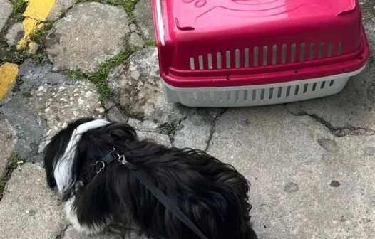 Mulher é presa por deixar cão trancado no carro em dia de calor forte em Balneário Camboriú