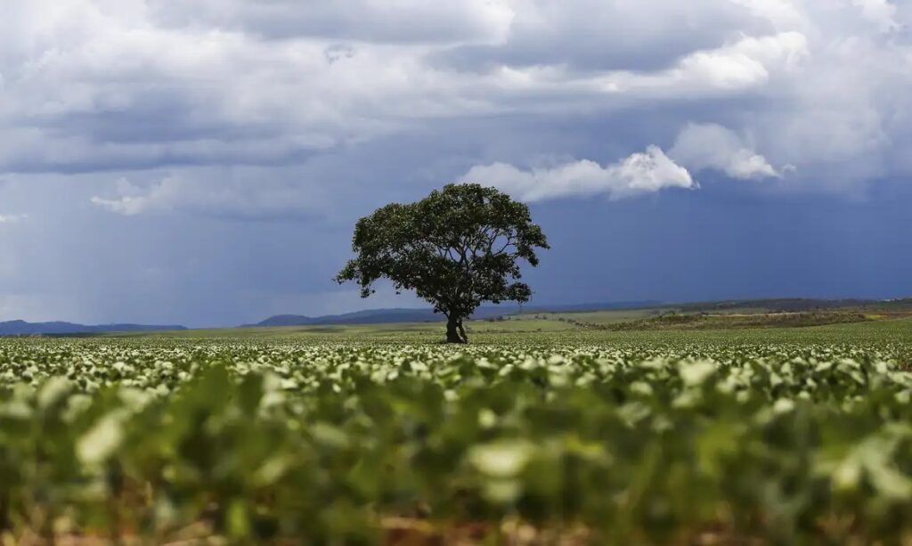 Volta de Trump ao poder deve acirrar concorrência agrícola entre Brasil e EUA