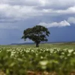 Volta de Trump ao poder deve acirrar concorrência agrícola entre Brasil e EUA