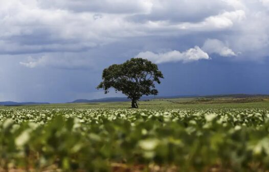 Volta de Trump ao poder deve acirrar concorrência agrícola entre Brasil e EUA