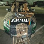 Polícia apreende armas, peles de animais e aves silvestres em operação na zona rural de Trairi