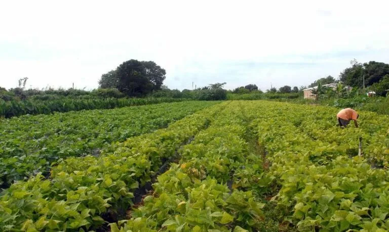 Governo institui grupo de trabalho para criar PAC da agricultura familiar