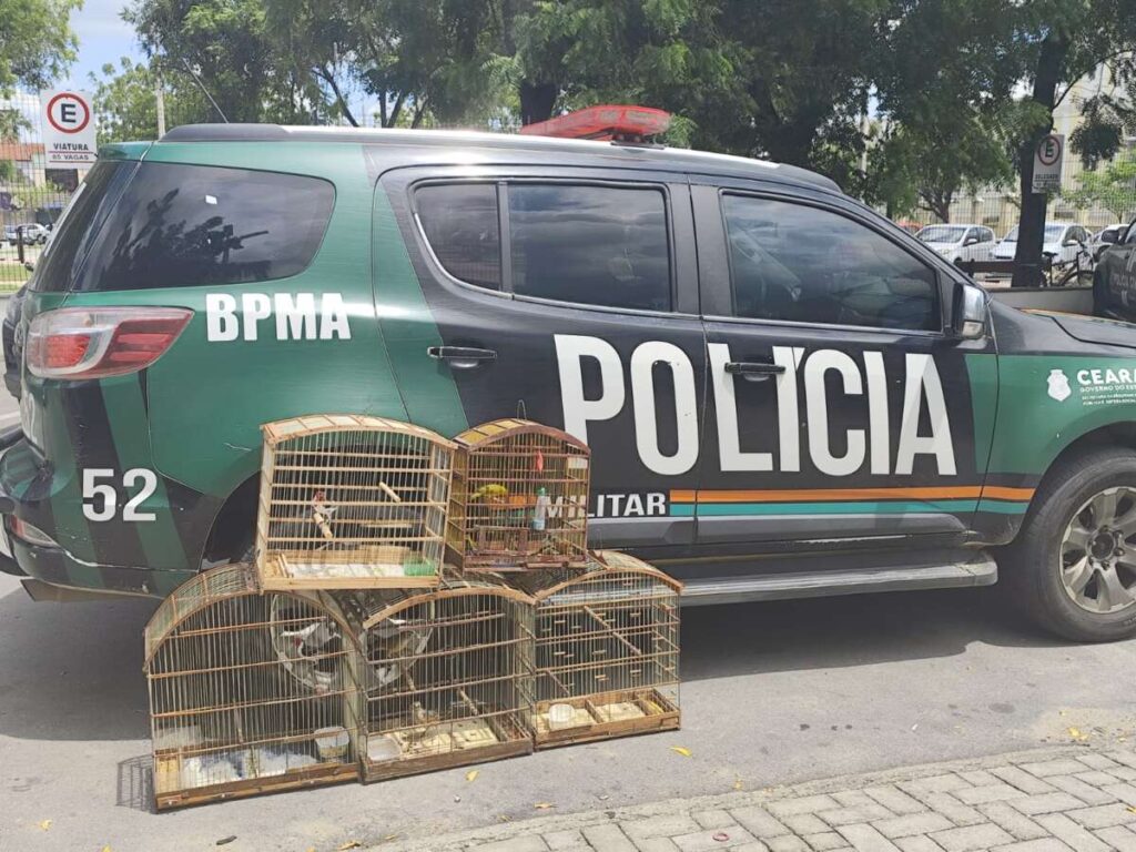 Após denúncias, Polícia Militar resgata 11 aves silvestres em Hidrolândia, no interior do Ceará