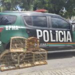 Após denúncias, Polícia Militar resgata 11 aves silvestres em Hidrolândia, no interior do Ceará