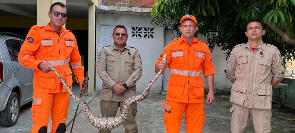 Corpo de Bombeiros resgata jiboia de dois metros em quintal de casa, no interior do Ceará