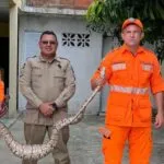 Corpo de Bombeiros resgata jiboia de dois metros em quintal de casa, no interior do Ceará