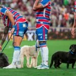 Arena Castelão e Fortaleza Esporte Clube realizam Feira de Adoção de Animais neste sábado (22)