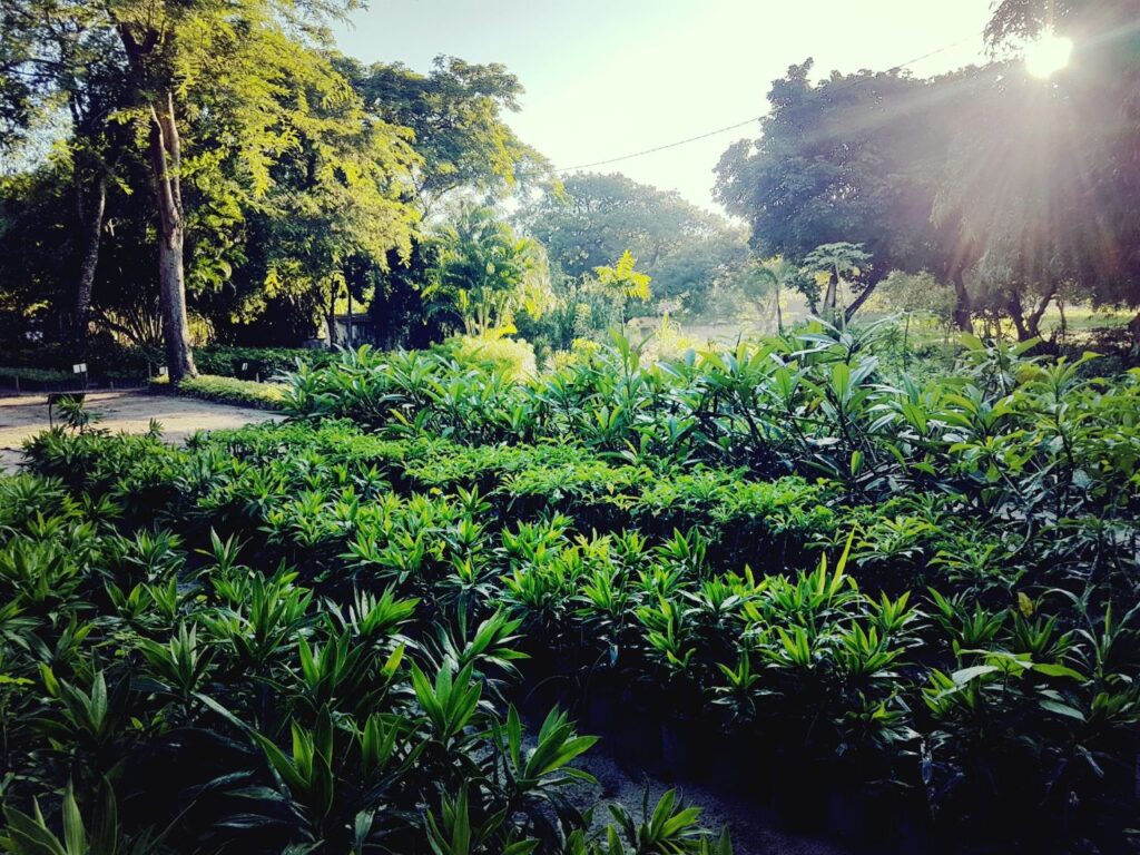 Secretaria do Meio Ambiente faz entrega gratuita de mudas de plantas em Fortaleza