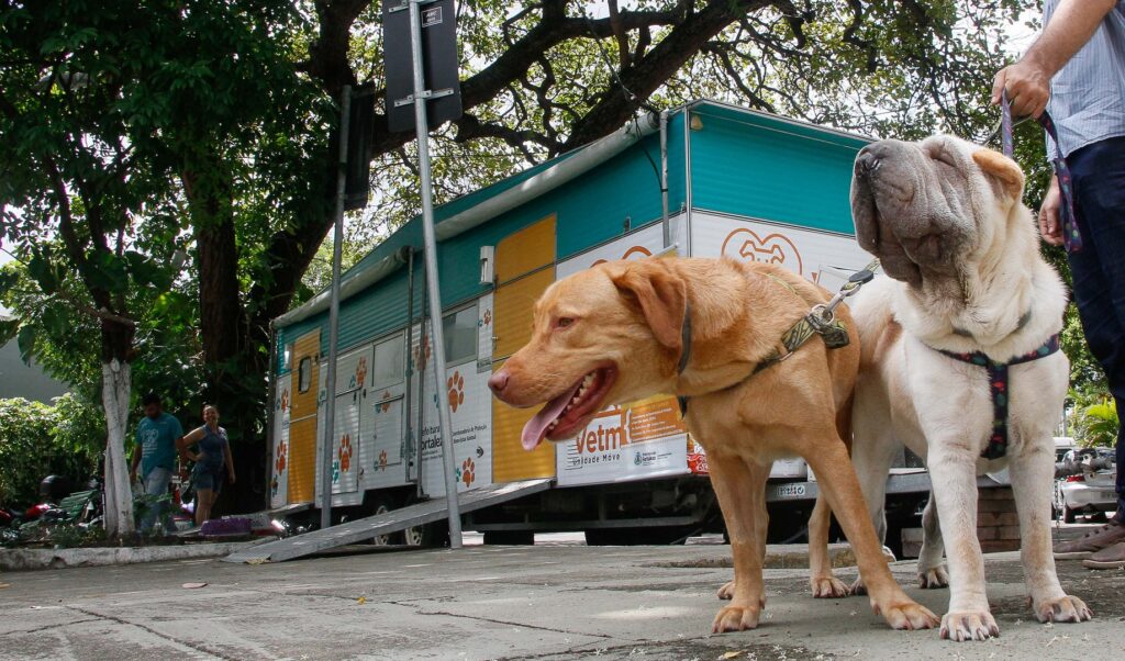 Fortaleza: VetMóvel oferece serviços veterinários no bairro Aracapé, em fevereiro